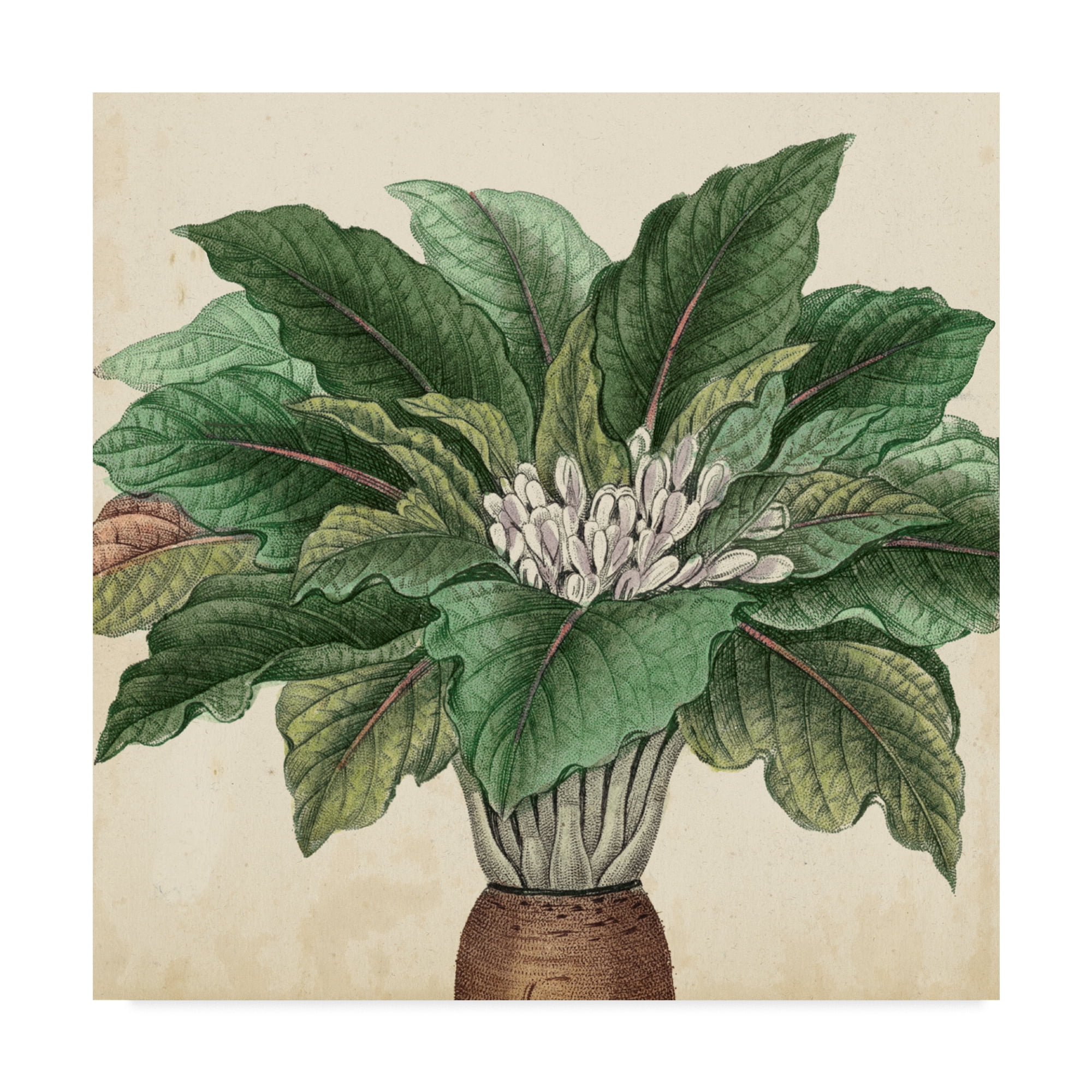 Trademark Fine Art 'Garden Bounty V' Canvas Art by Vision Studio