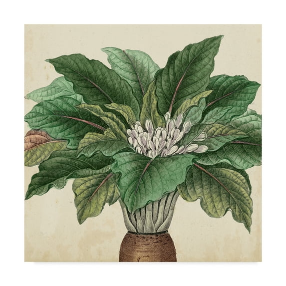 Trademark Fine Art 'Garden Bounty V' Canvas Art by Vision Studio