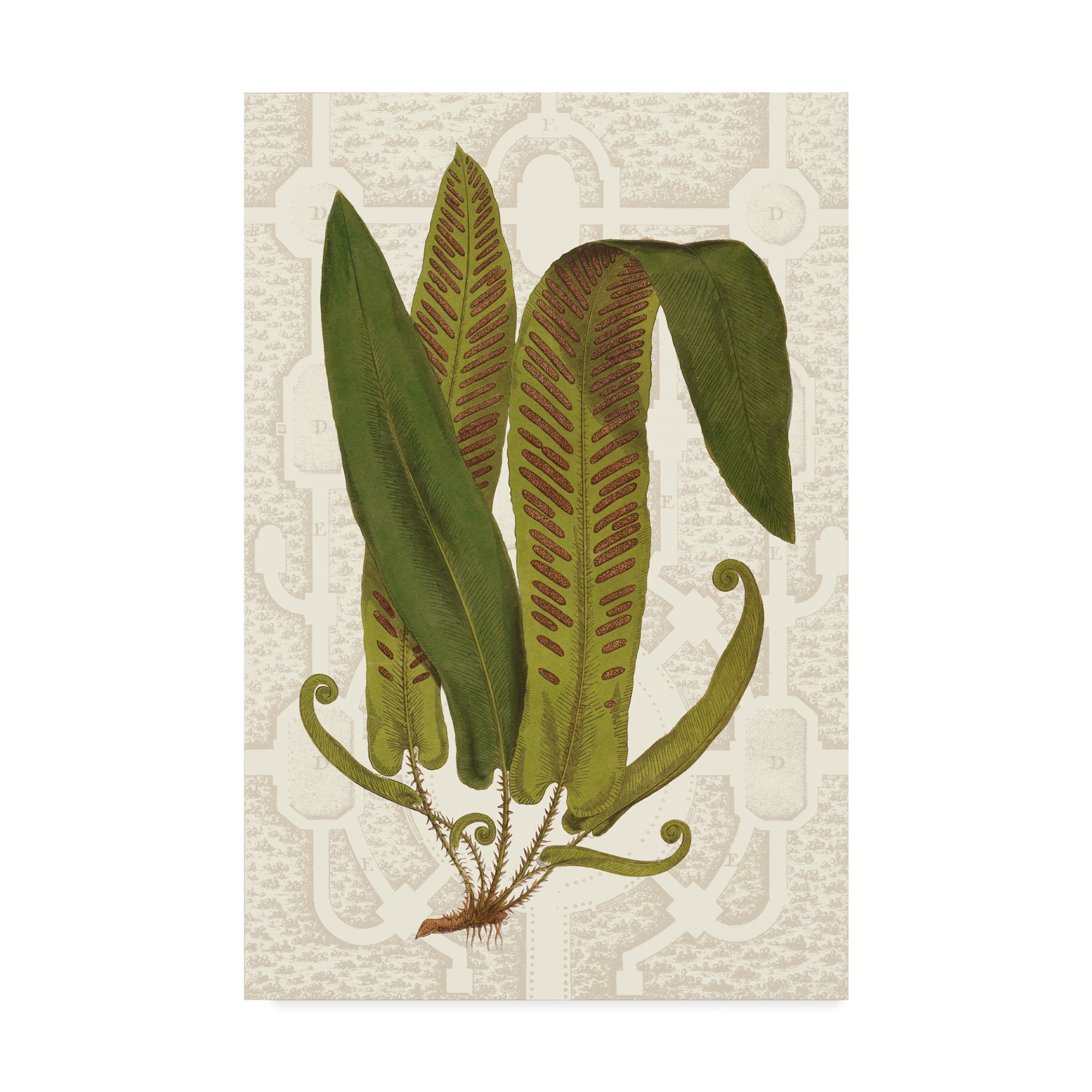 Trademark Fine Art 'Garden Ferns I' Canvas Art by Vision Studio