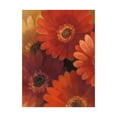 thumbnail image 1 of Trademark Fine Art 'Garden Of Gerberas Ii' Canvas Art by Albena Hristova, 1 of 3