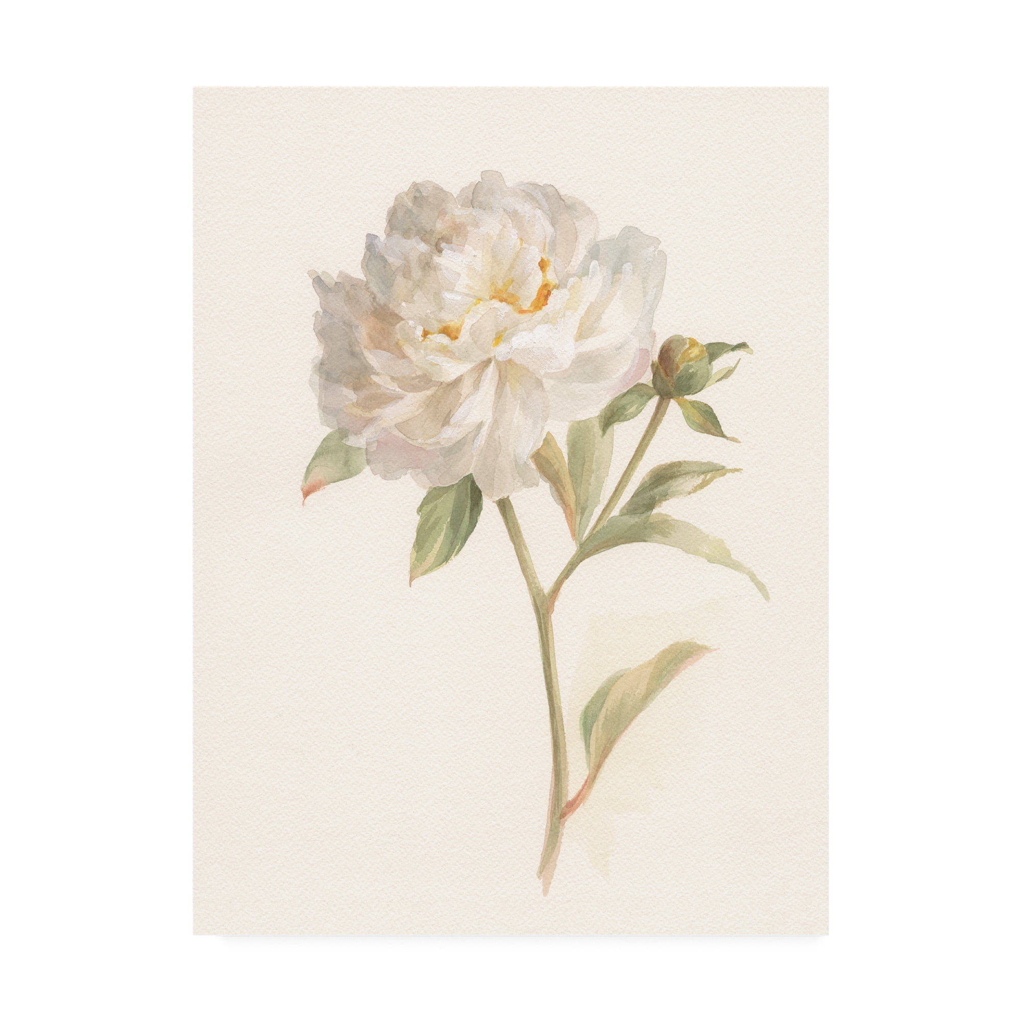 White Peony Floral Canvas Art by Danhui Nai