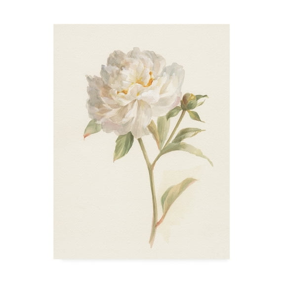 Trademark Fine Art 'Garden Peony' Canvas Art by Danhui Nai