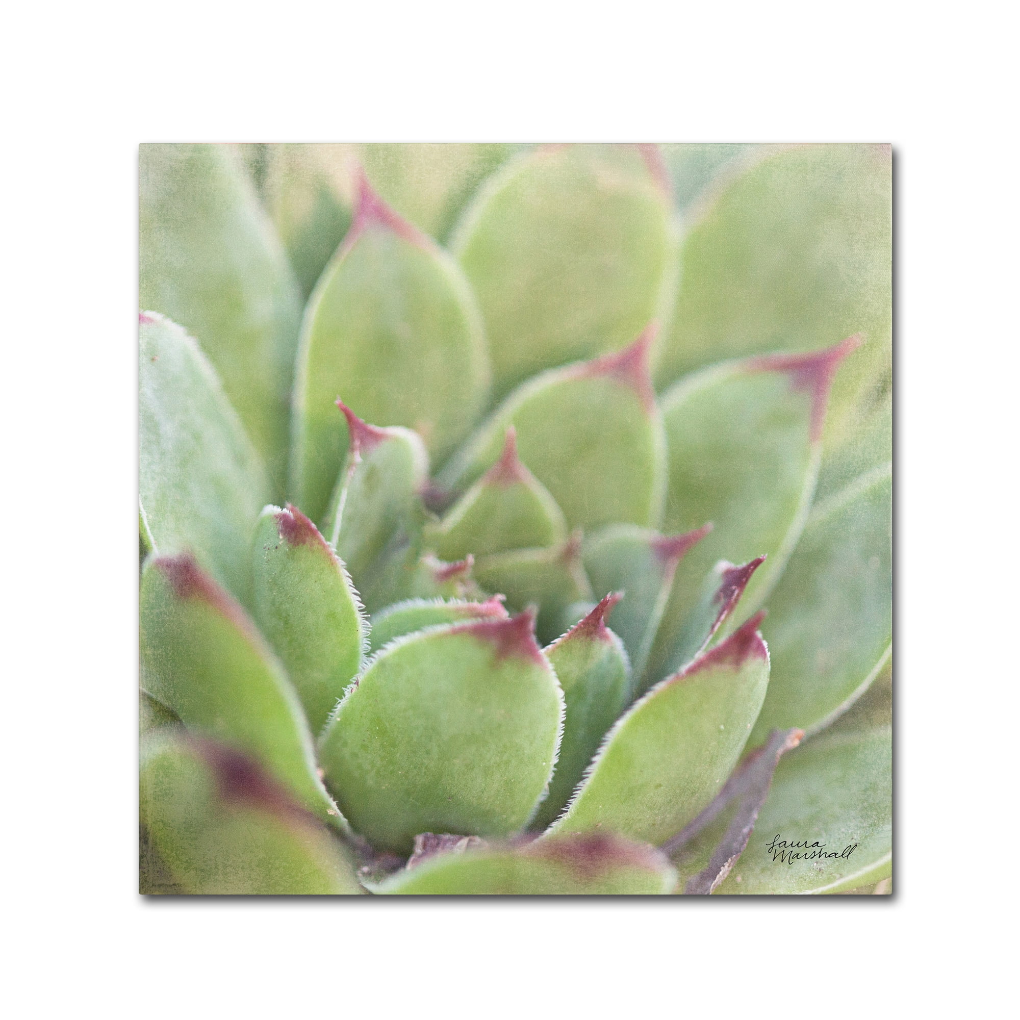 Trademark Fine Art 'Garden Succulents I Color' Canvas Art by Laura Marshall