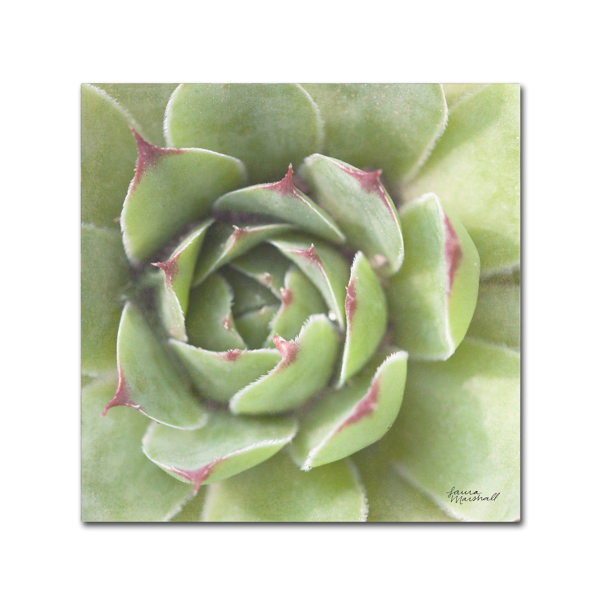 Trademark Fine Art 'Garden Succulents II Color' Canvas Art by Laura Marshall