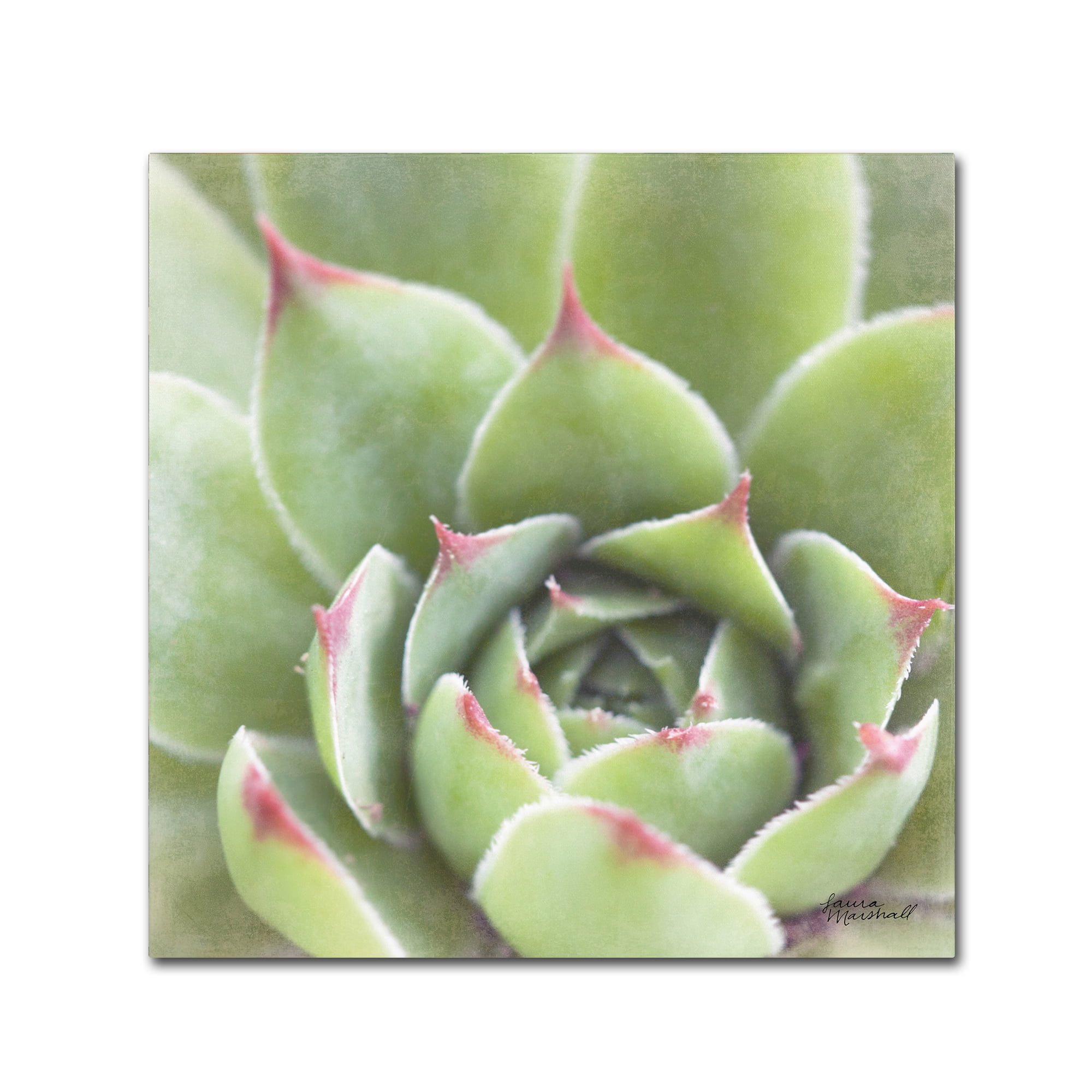 Trademark Fine Art 'Garden Succulents III Color' Canvas Art by Laura Marshall