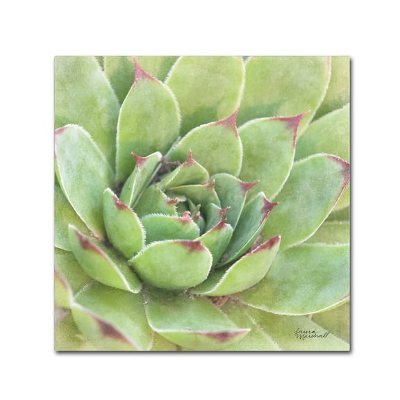 Trademark Fine Art 'Garden Succulents IV Color' Canvas Art by Laura Marshall