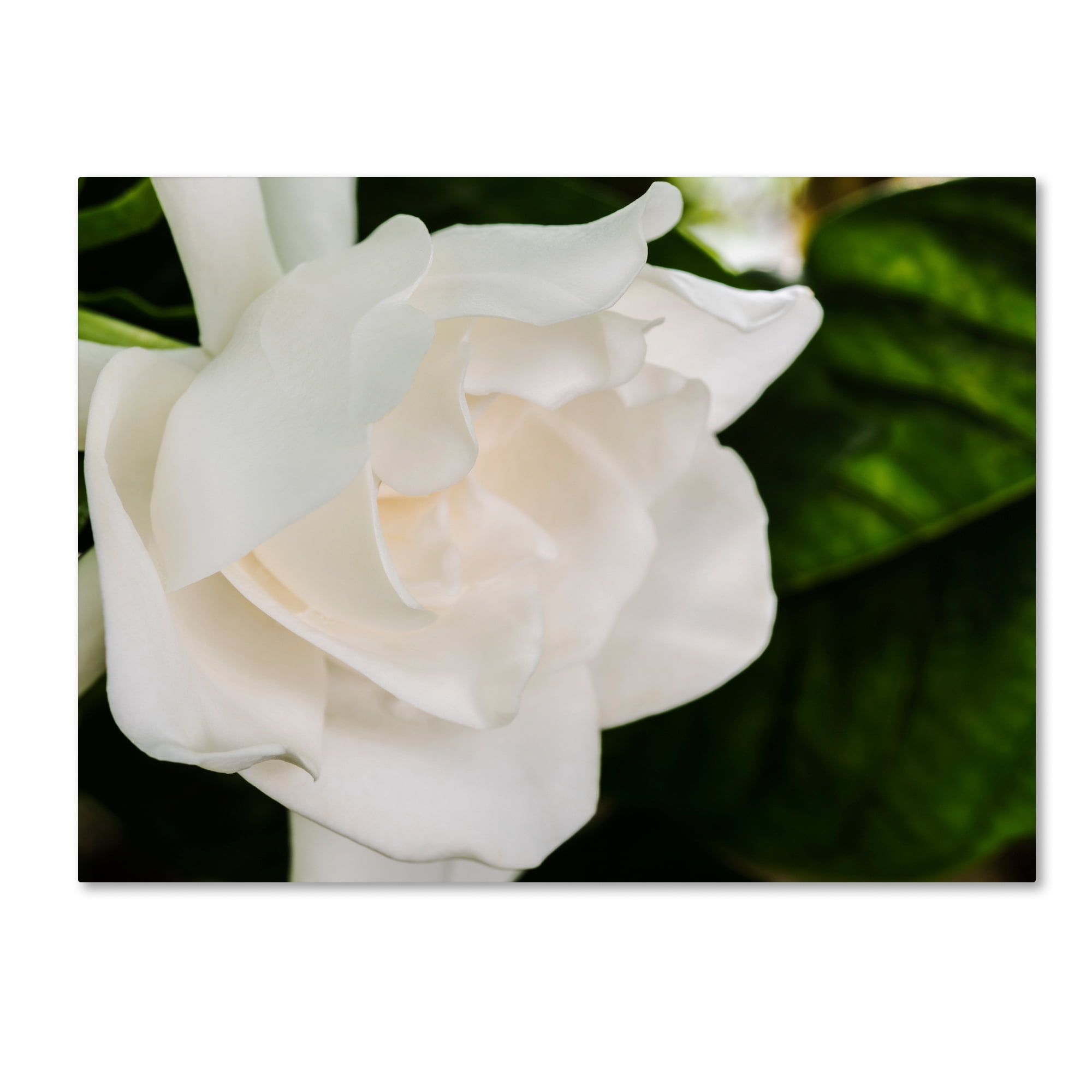 Trademark Fine Art "Gardenia" Canvas Art by Kurt Shaffer