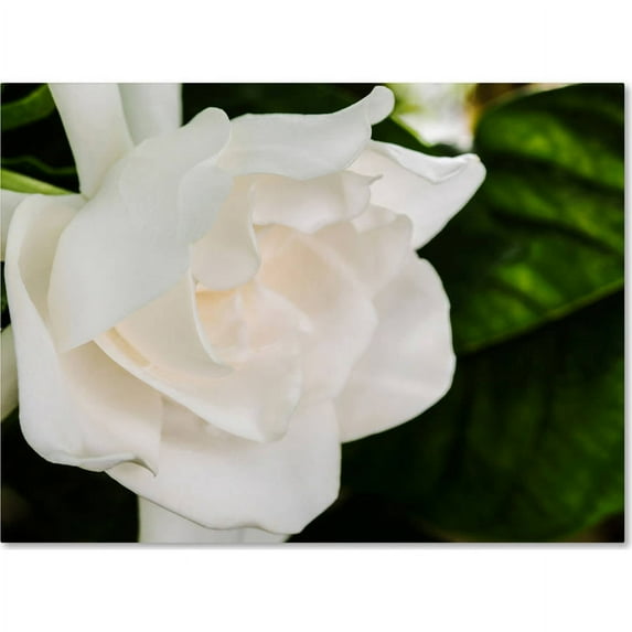 Trademark Fine Art "Gardenia" Canvas Art by Kurt Shaffer