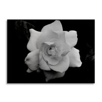 Trademark Fine Art 'Gardenia in Black and White' Brushed Aluminum Wall Art Art by Kurt Shaffer