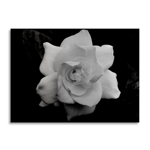 Trademark Fine Art 'Gardenia in Black and White' Brushed Aluminum Wall Art Art by Kurt Shaffer