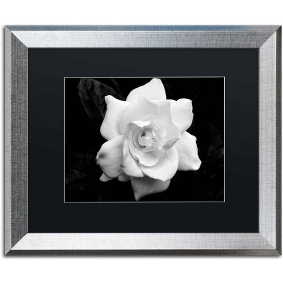 Trademark Fine Art "Gardenia in Black and White" Canvas Art by Kurt Shaffer, Black Matte, Silver Frame