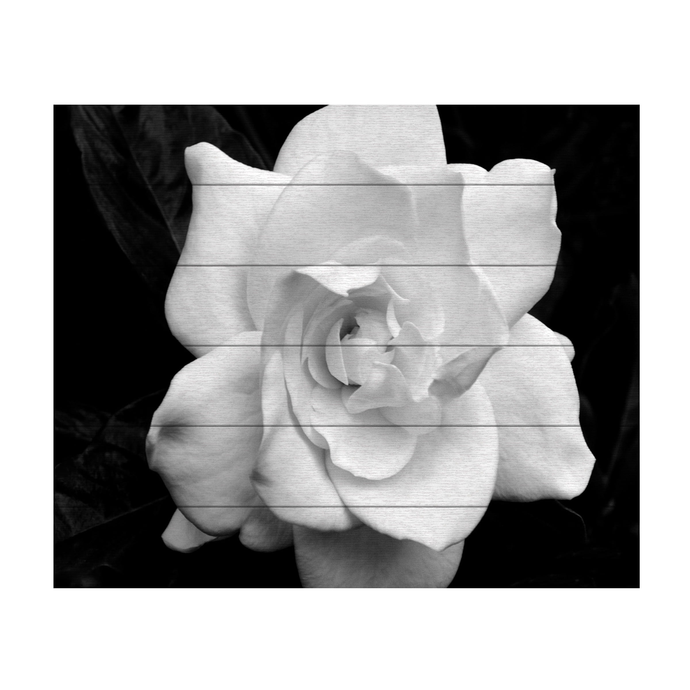 Trademark Fine Art 'Gardenia in Black and White' Wooden Wall Art Art by Kurt Shaffer
