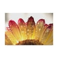 thumbnail image 1 of Trademark Fine Art 'Gerbera Daisy And Water' Canvas Art by Gordon Semmens, 1 of 3