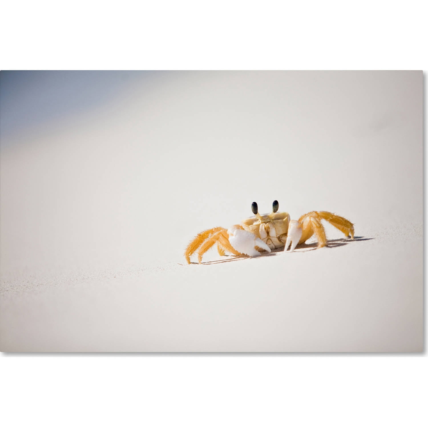 Ghost Crab Beach Scene Canvas Art in White and Beige