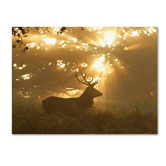 Trademark Fine Art 'Ghost Of The Forest' Canvas Art by Greg Morgan
