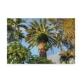 thumbnail image 1 of Trademark Fine Art 'Giant Palm' Canvas Art by Robert Goldwitz, 1 of 3