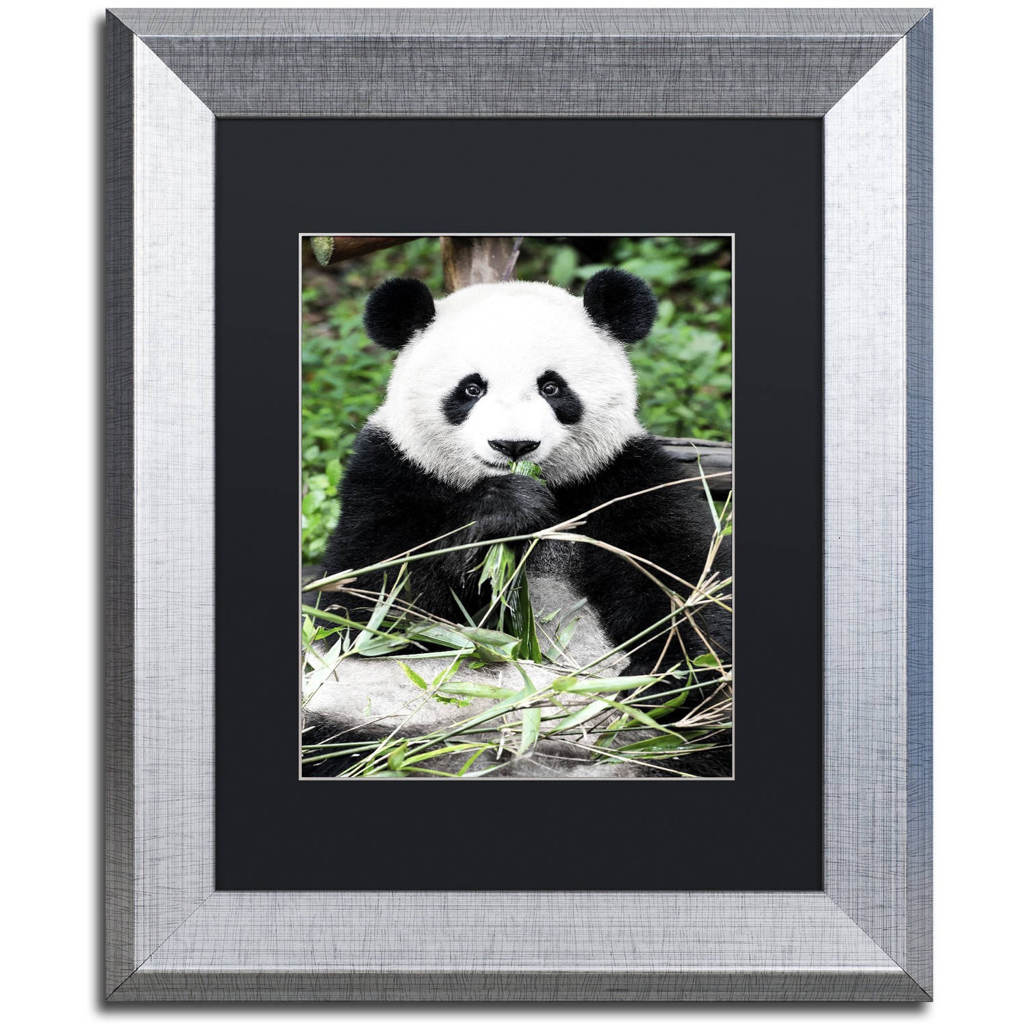 Trademark Fine Art "Giant Panda" Canvas Art by Philippe Hugonnard, Black Matte, Silver Frame