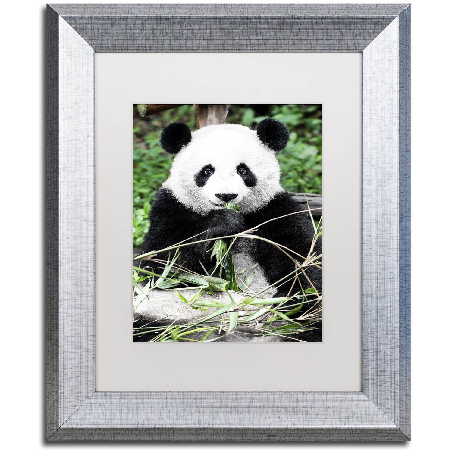 Trademark Fine Art "Giant Panda" Canvas Art by Philippe Hugonnard, White Matte, Silver Frame