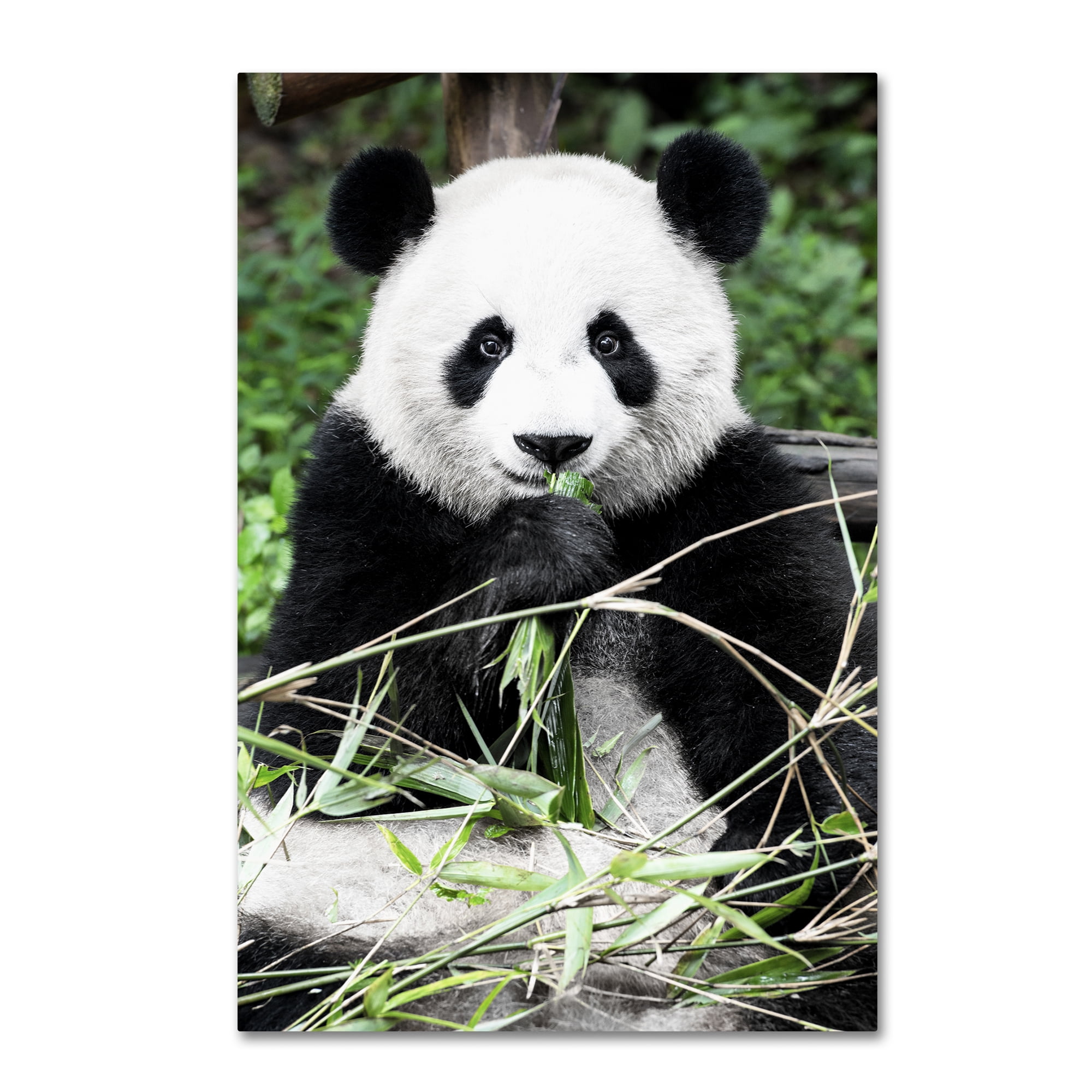 Trademark Fine Art "Giant Panda" Canvas Art by Philippe Hugonnard