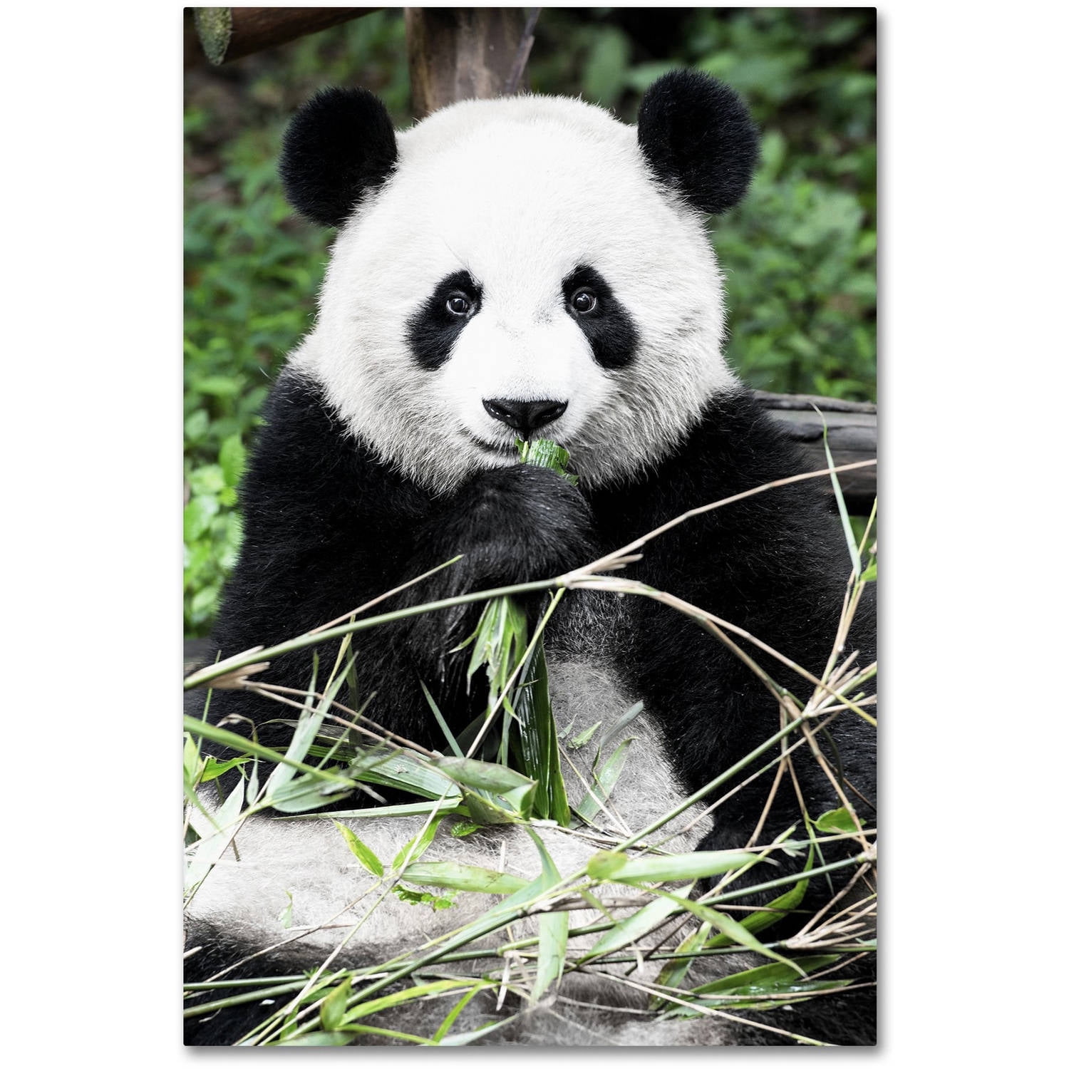 Trademark Fine Art "Giant Panda" Canvas Art by Philippe Hugonnard