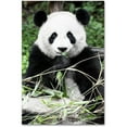 thumbnail image 1 of Trademark Fine Art "Giant Panda" Canvas Art by Philippe Hugonnard, 1 of 3