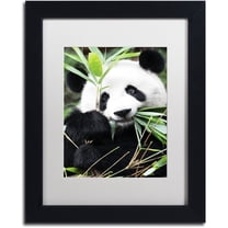 Trademark Fine Art "Giant Panda I" Canvas Art by Philippe Hugonnard, White Matte, Black Frame