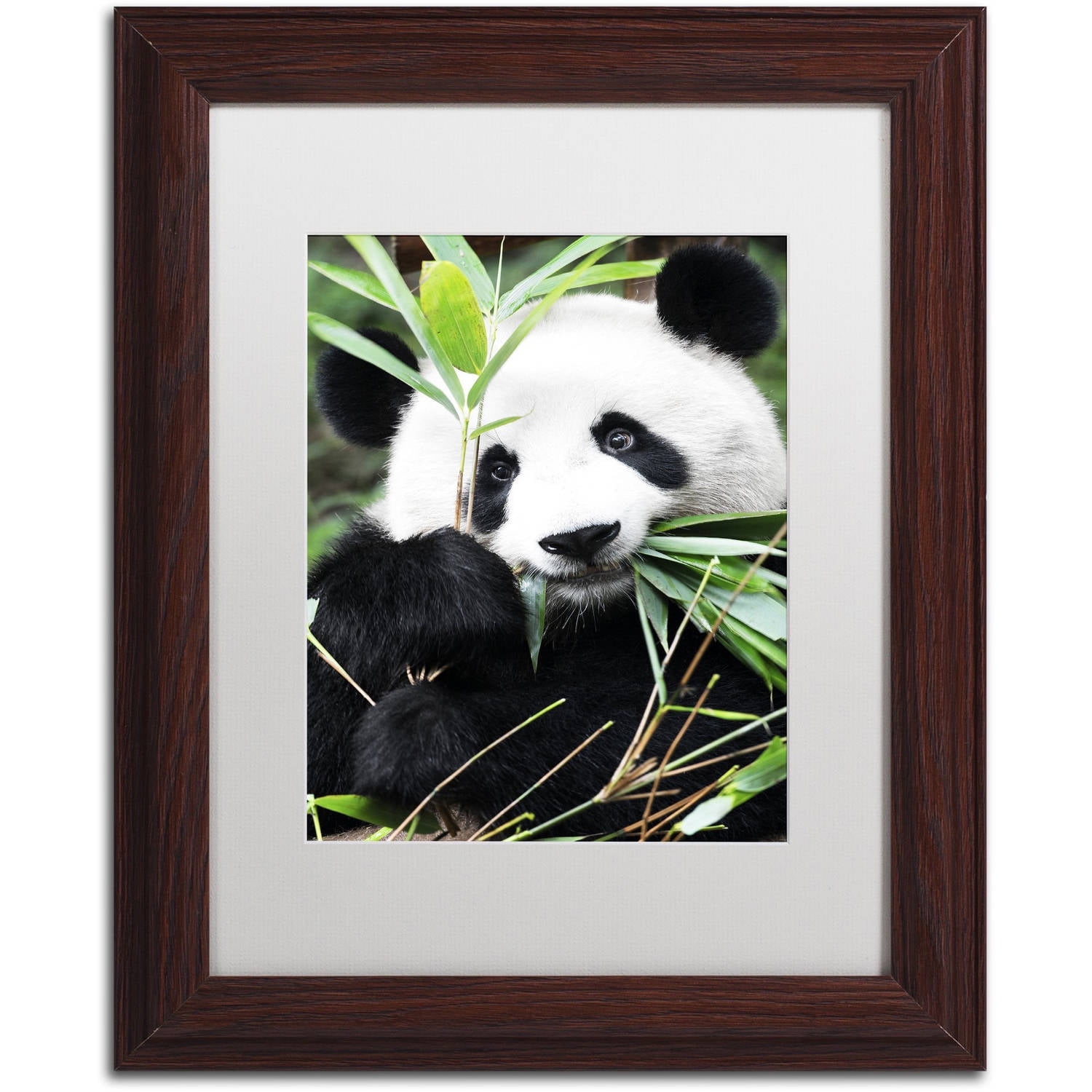Trademark Fine Art "Giant Panda I" Canvas Art by Philippe Hugonnard, White Matte, Wood Frame