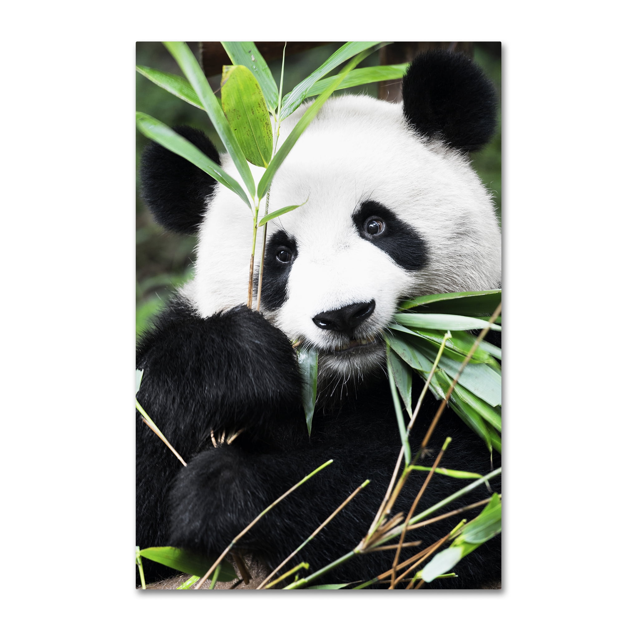Trademark Fine Art "Giant Panda I" Canvas Art by Philippe Hugonnard