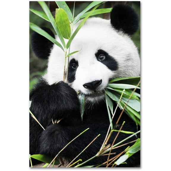 Trademark Fine Art "Giant Panda I" Canvas Art by Philippe Hugonnard