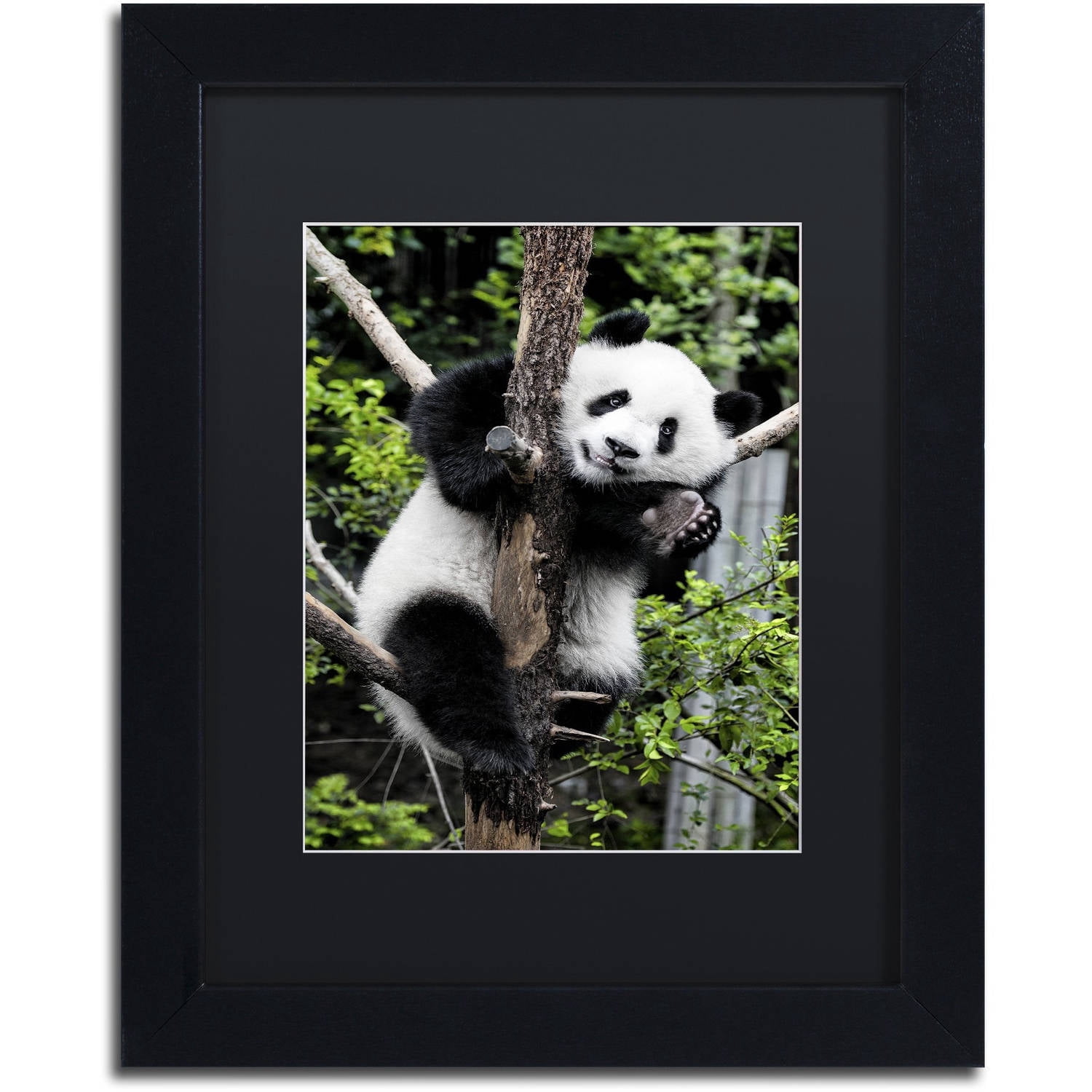 Trademark Fine Art "Giant Panda II" Canvas Art by Philippe Hugonnard, Black Matte, Black Frame
