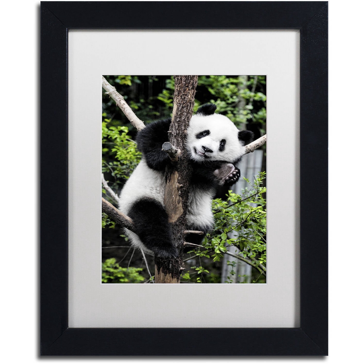 Trademark Fine Art "Giant Panda II" Canvas Art by Philippe Hugonnard, White Matte, Black Frame