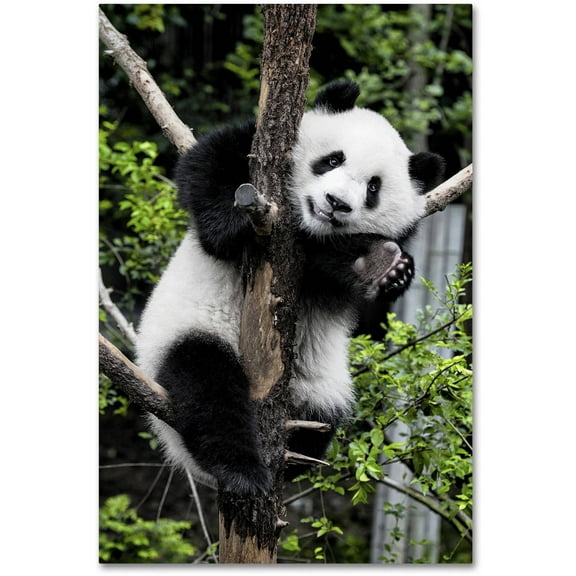 Trademark Fine Art "Giant Panda II" Canvas Art by Philippe Hugonnard