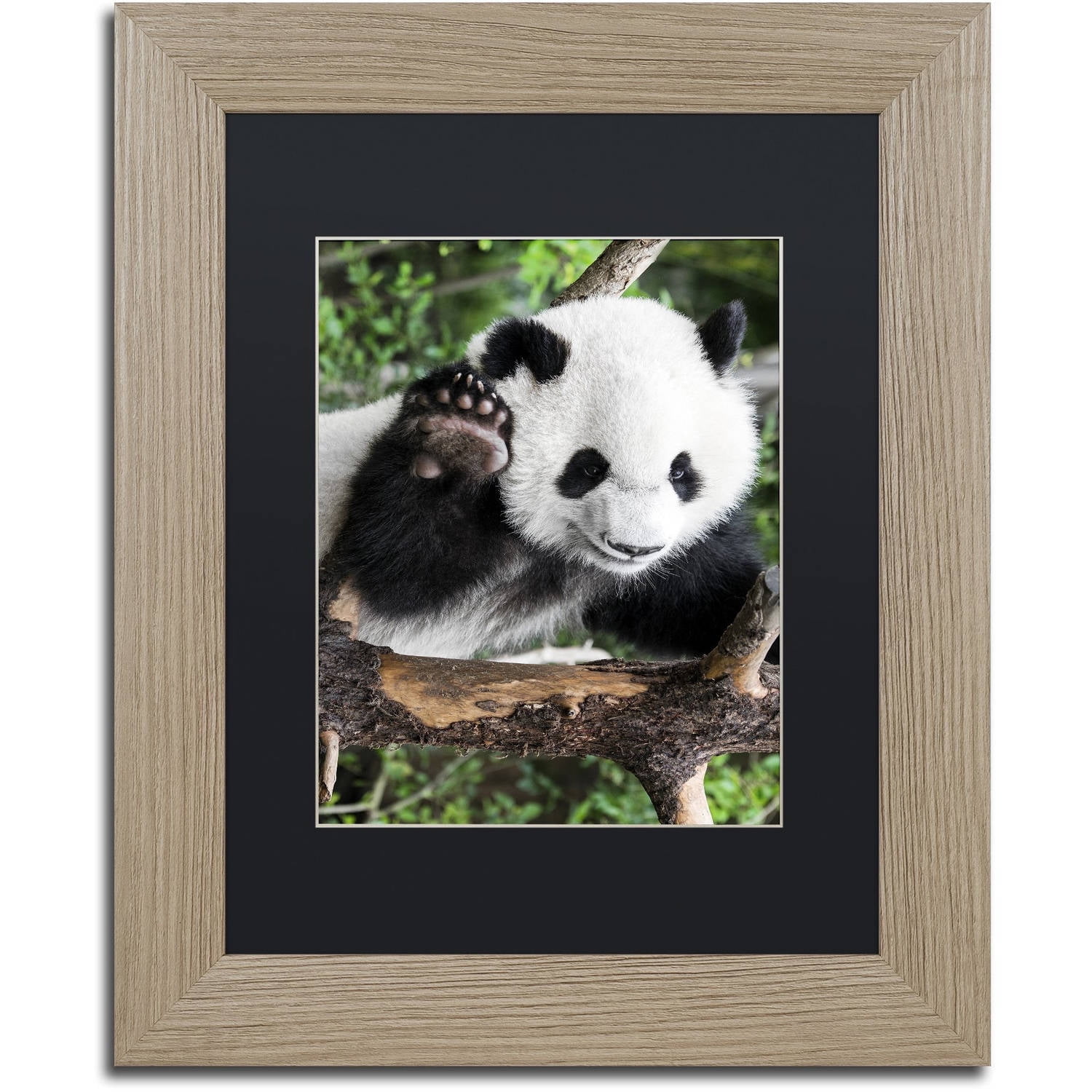 Trademark Fine Art "Giant Panda V" Canvas Art by Philippe Hugonnard, Black Matte, Birch Frame
