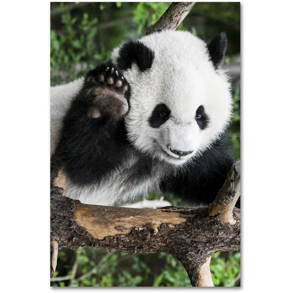 Trademark Fine Art "Giant Panda V" Canvas Art by Philippe Hugonnard