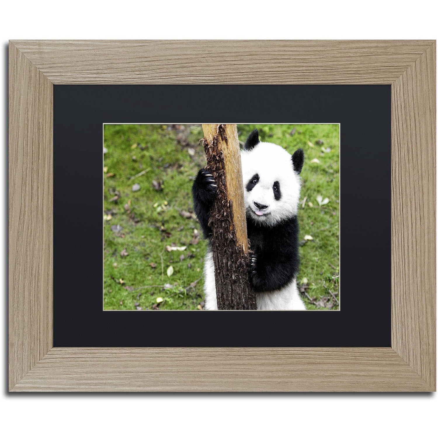 Trademark Fine Art "Giant Panda VI" Canvas Art by Philippe Hugonnard, Black Matte, Birch Frame