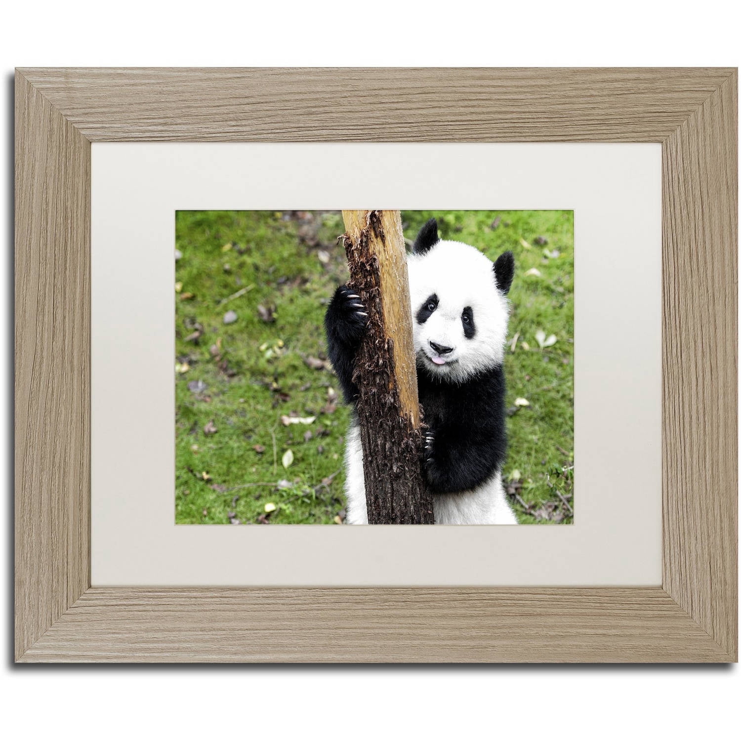 Trademark Fine Art "Giant Panda VI" Canvas Art by Philippe Hugonnard, White Matte, Birch Frame
