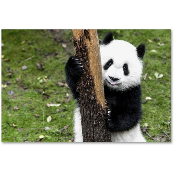 Trademark Fine Art "Giant Panda VI" Canvas Art by Philippe Hugonnard
