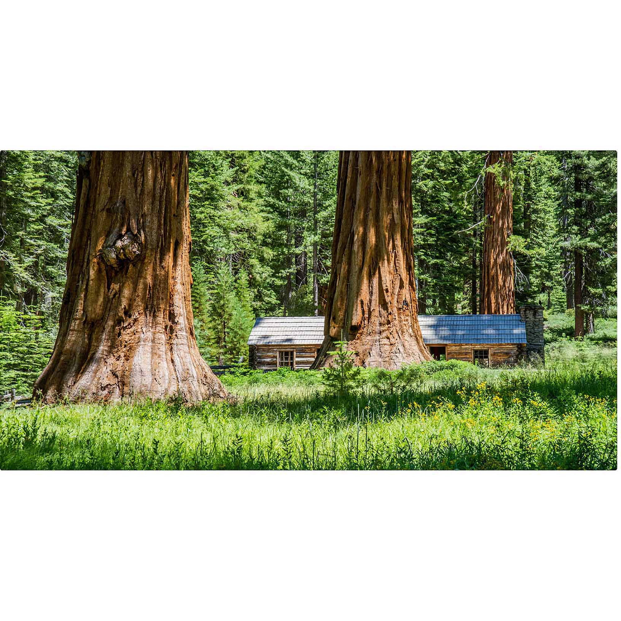 Trademark Fine Art "Giant Sequoia Cabin" Canvas Art by Pierre Leclerc