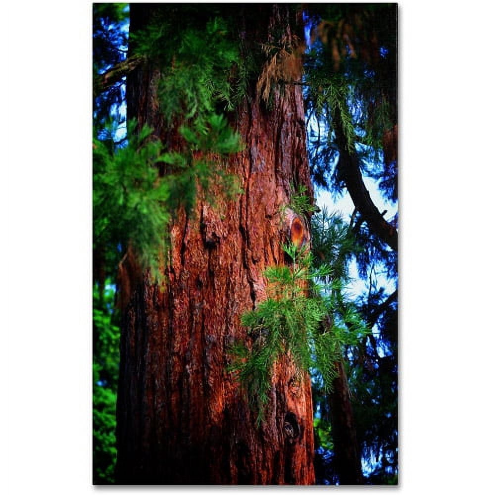 Trademark Fine Art "Giant Sequoia" Canvas Art by Philippe Sainte-Laudy