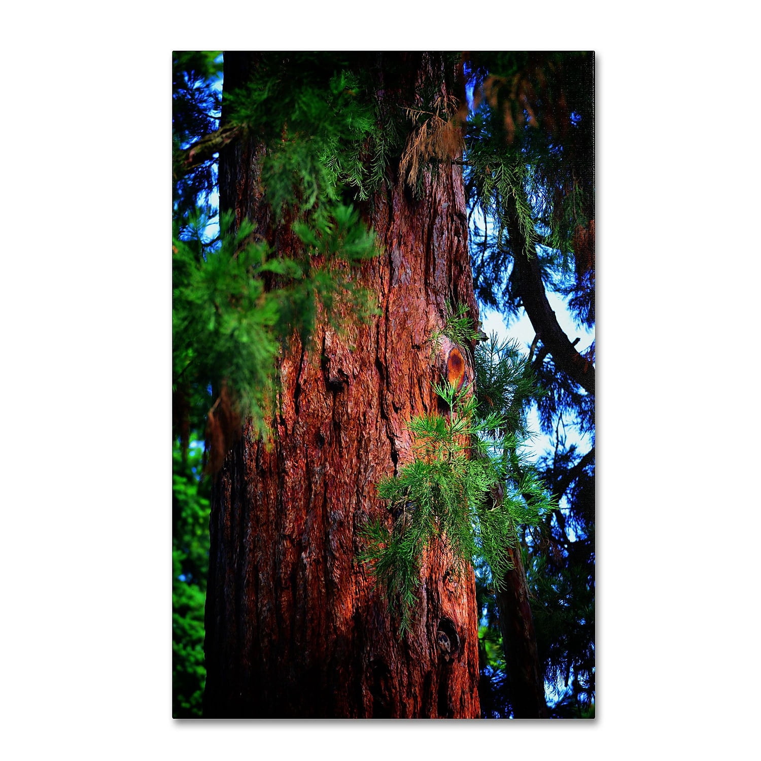 Trademark Fine Art "Giant Sequoia" Canvas Art by Philippe Sainte-Laudy