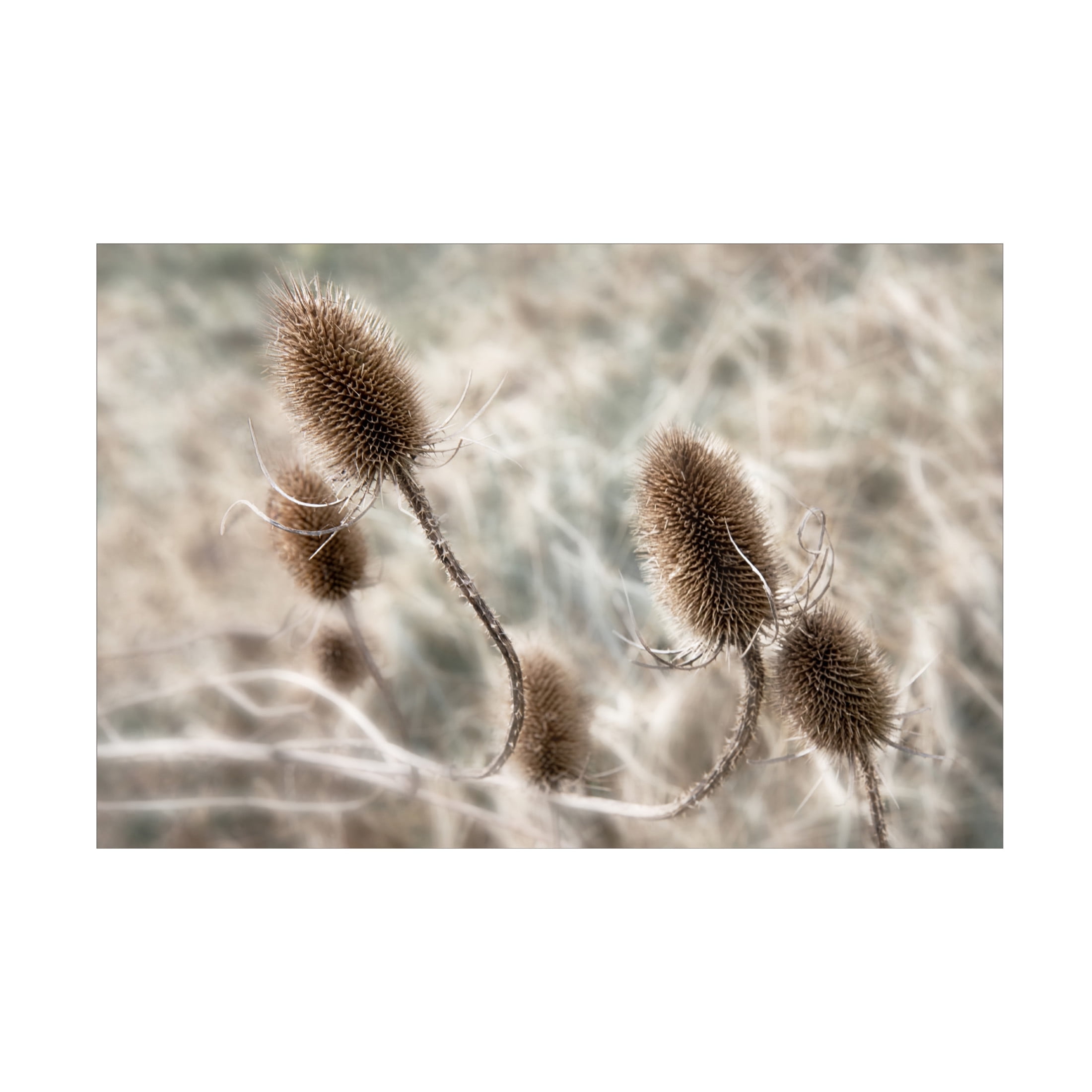 Trademark Fine Art Gilbert Claes Do not touch me Canvas Wall Art