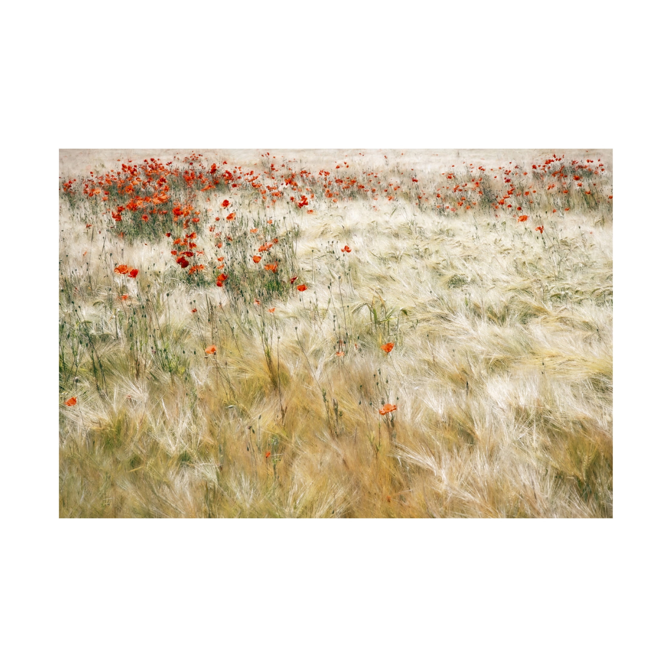 Trademark Fine Art Gilbert Claes  Summerfield Canvas Wall Art