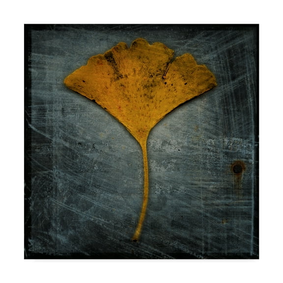 Trademark Fine Art 'Gingko Blue' Canvas Art by John W. Golden