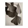 thumbnail image 1 of Trademark Fine Art 'Gingko Sepia' Canvas Art by Debra Van Swearingen, 1 of 4