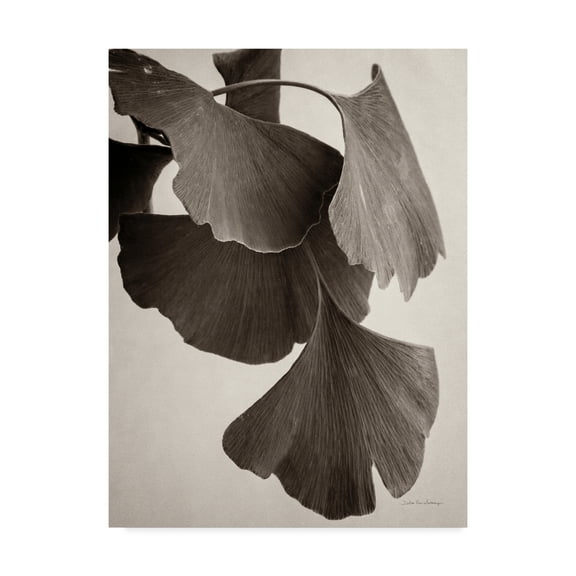 Trademark Fine Art 'Gingko Sepia' Canvas Art by Debra Van Swearingen