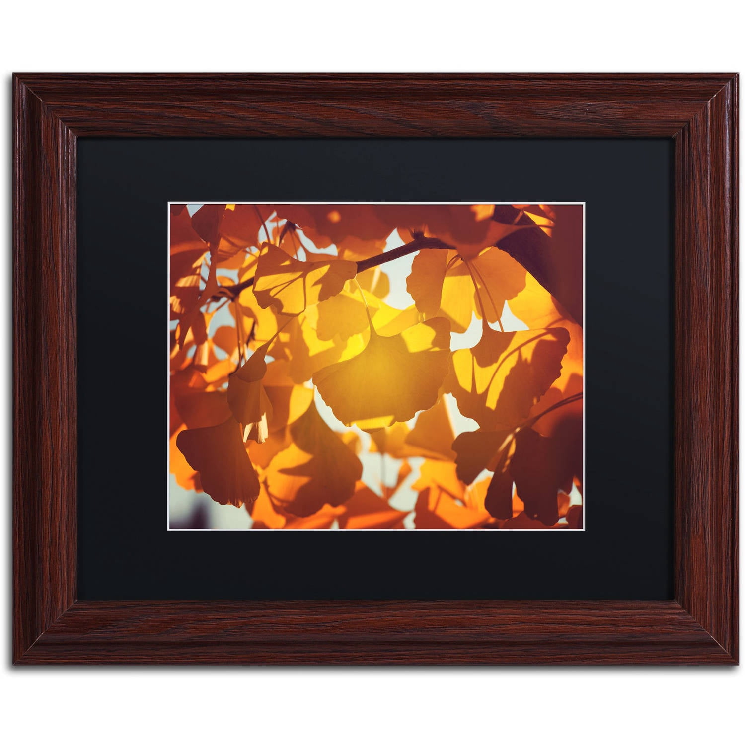 Trademark Fine Art "Ginkgo Leaves" Canvas Art by Philippe Sainte-Laudy Black Matte, Wood Frame