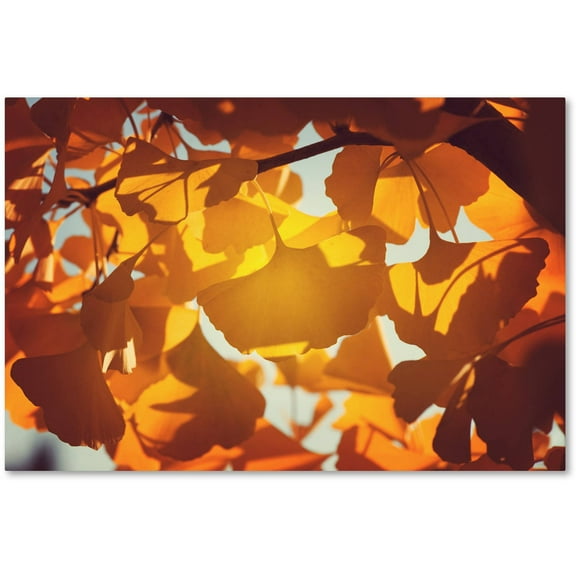 Trademark Fine Art "Ginkgo Leaves" Canvas Art by Philippe Sainte-Laudy