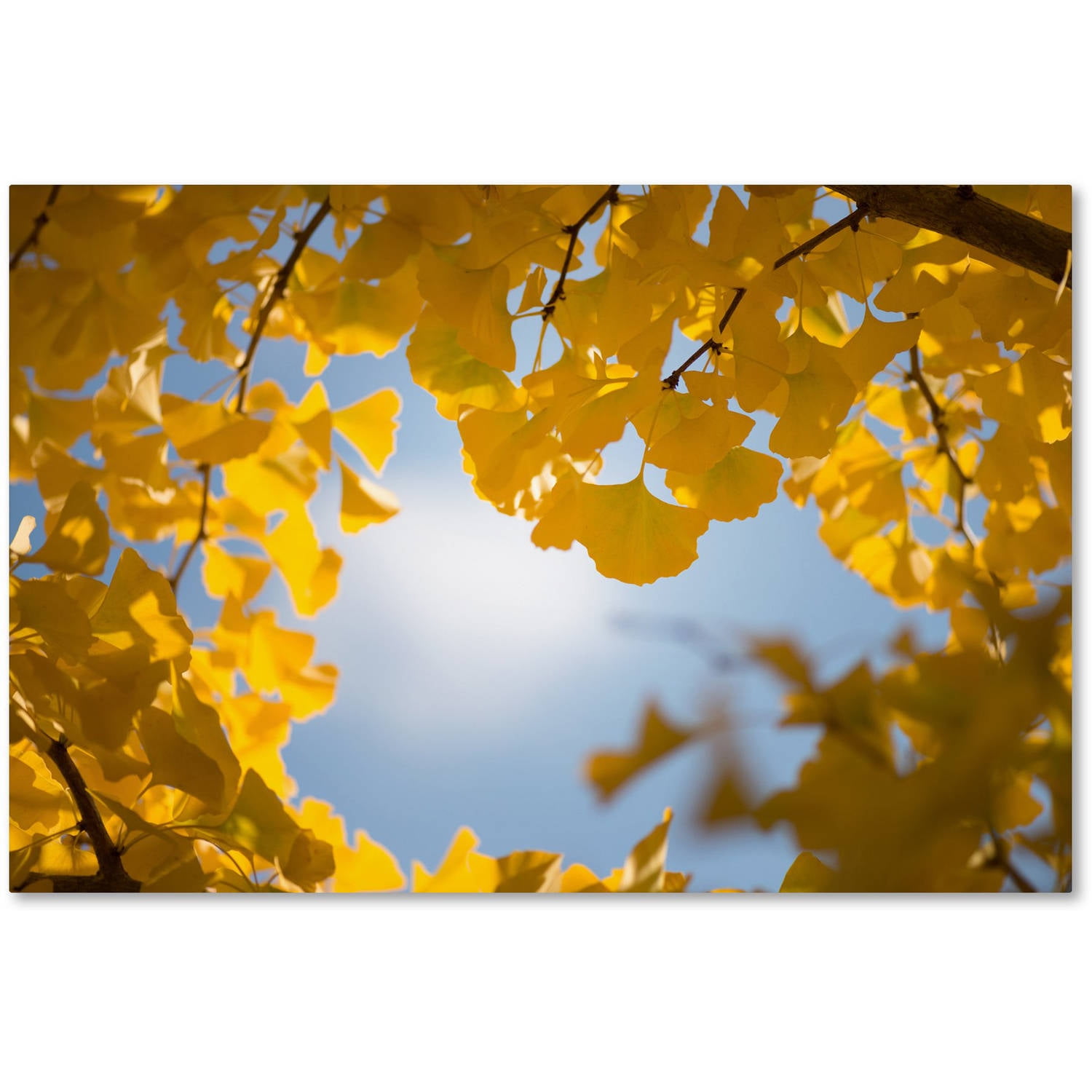Trademark Fine Art "Ginkgo Leaves in Autumn" Canvas Art by Philippe Sainte-Laudy