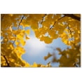 thumbnail image 1 of Trademark Fine Art "Ginkgo Leaves in Autumn" Canvas Art by Philippe Sainte-Laudy, 1 of 2