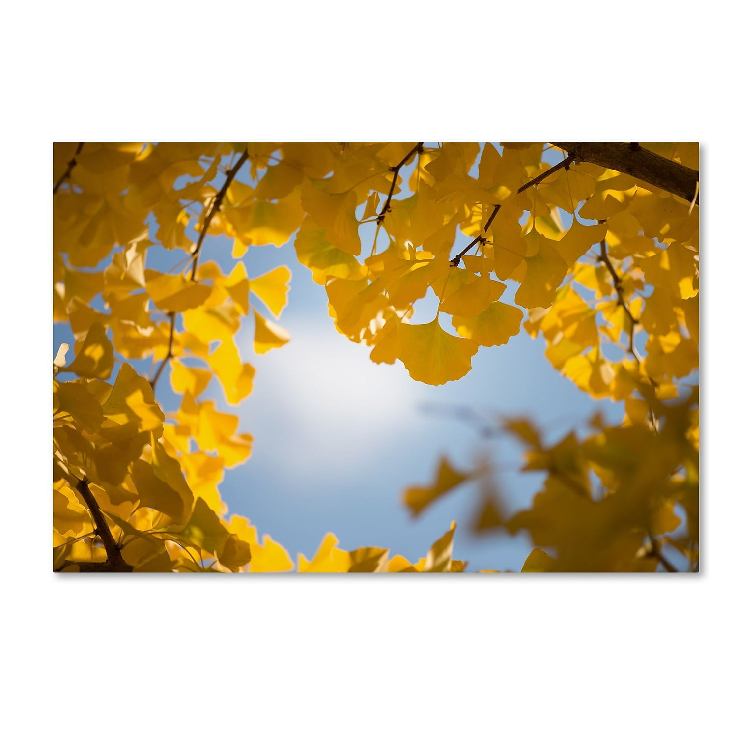 Large Yellow Ginkgo Leaves Canvas Art Print